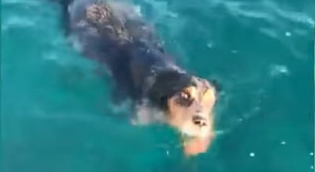 Stremato e solo in mare: un cagnolino salvato a due miglia dalla costa