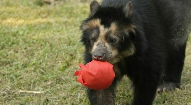 Morta Bahia, era l'orsa andina più vecchia d'Europa: aveva 29 anni. Era l'ultima presente in Italia