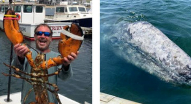 Usa, sub inghiottito da una balena si salva grazie a un colpo di tosse: «L'ho infastidita»