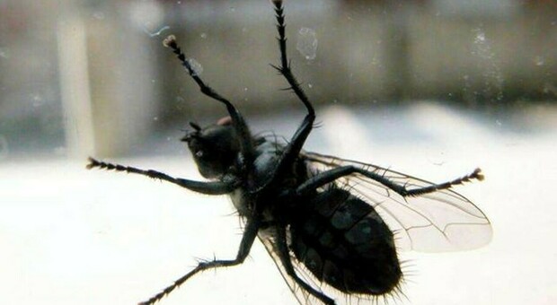 Roma, zanzare, vespe e il “fenomeno” mosche: gli insetti assaltano diverse città italiane. L’esperto: «Colpa dei ( troppi) rifiuti organici a cielo aperto»