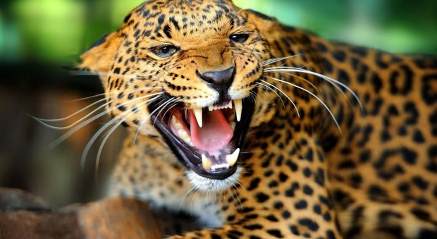 Uganda, bimbo di 3 anni rapito e ucciso da un leopardo: la babysitter lo aveva lasciato da solo