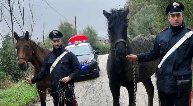 Due cavalli liberi trovati in strada a San Silvestro: multato il proprietario