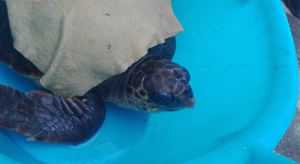 Castellammare, tartaruga ingerisce amo da pesca: salvata dalla guardia costiera