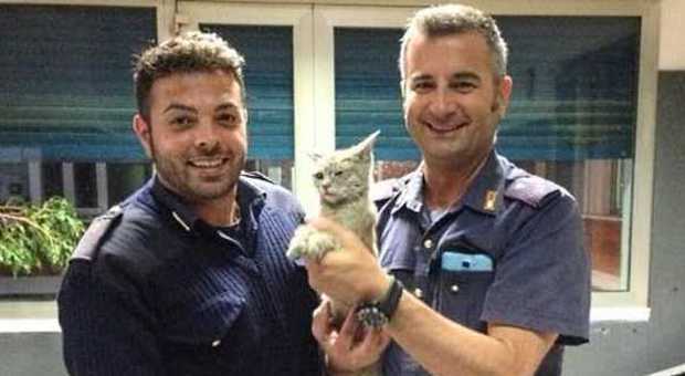 Autostrada bloccata per salvare una gattina: adottata, si chiamerà A4