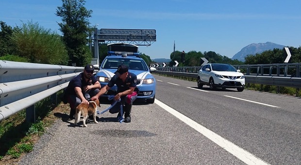 Polizia stradale salva cagnolino: per sbaglio sulla Napoli-Canosa