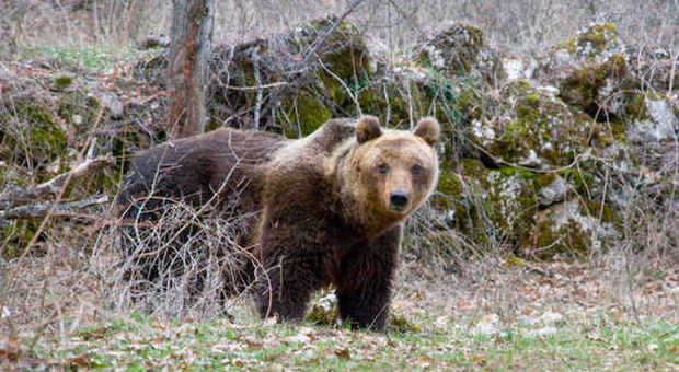 Abruzzo, l'orso morto avvelenato, la forestale indaga