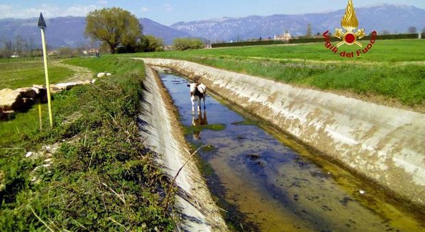 La mucca caduta nel canale di irrigazione