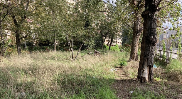 Napoli, rovi e rifiuti nel parco “dimenticato”: SOS per il verde di Ponticelli senza cura