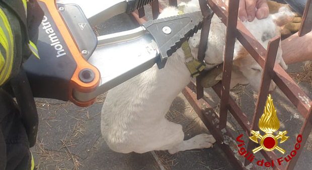 Vicenza, cane rimane incastrato nel cancello per raggiungere la compagna: salvato dai pompieri