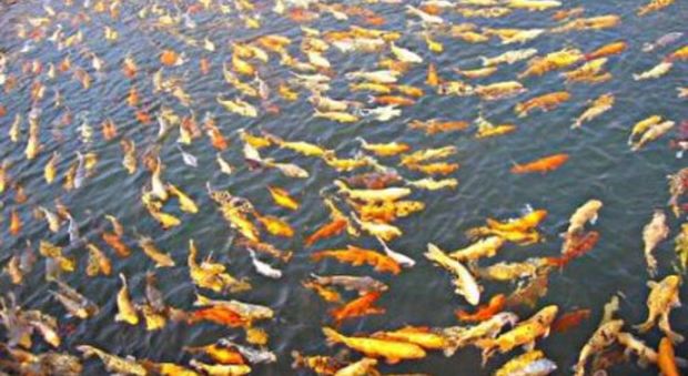 «A causa del cambiamento climatico cresce il rischio dei pesci di soffocare»