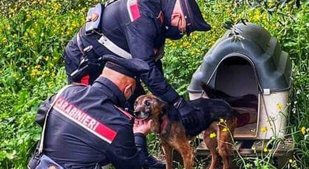 Carabinieri salvano Athos, cane di 8 anni: era solo, malnutrito e legato a una catena
