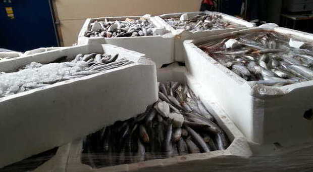 Pesce venduto in nero, sequestrate 321 tonnellate di alici e sardine