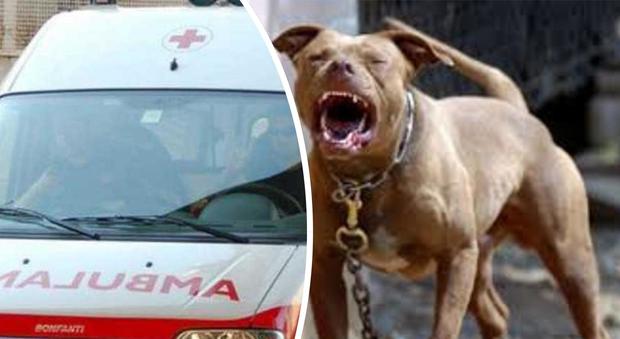 Monza, bimbo di sei anni attaccato e ferito in strada da un pitbull