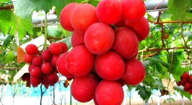Ruby Roman, l'uva giapponese più costosa al mondo