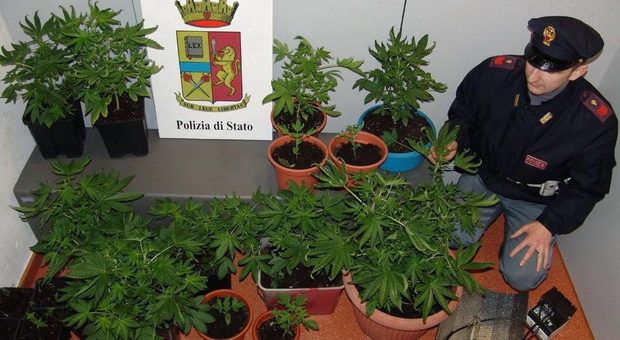 DROGA Un poliziotto mostra alcune piante di marjiuana sequestrate