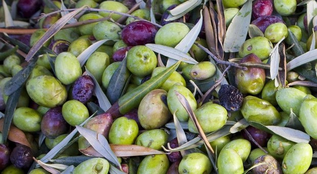 Olio extravergine di oliva a meno di 4 euro? I produttori: «E' manipolato»