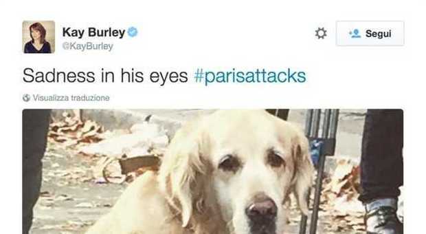 La giornalista posta foto del cane triste per gli attentati di Parigi