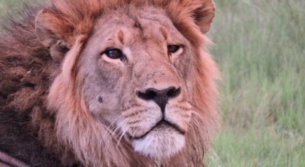 Seduli, il leone ucciso. (immagine pubblicata da Lions of Hwange National Park su Facebook)