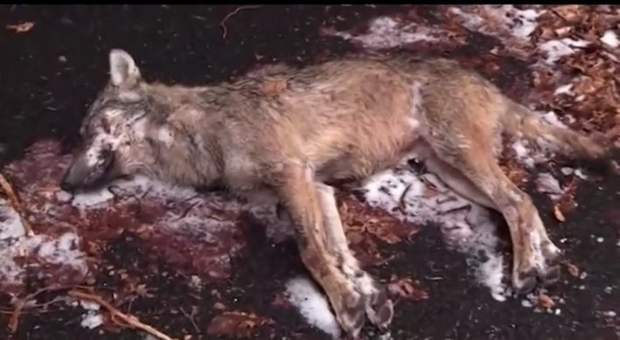 Montevergine, un lupo avvelenato: forse la faida tra cercatori di tartufi