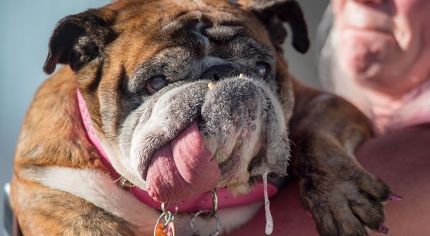 Il cane più brutto del mondo è una femmina di bulldog: Zsa Zsa si aggiudica l'edizione 2018