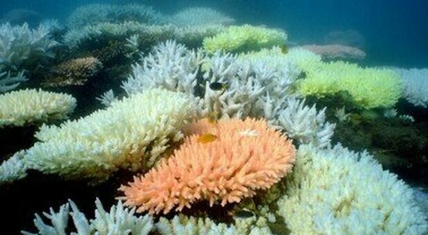Il riscaldamento globale ha distrutto il 14% dei coralli nel mondo tra il 2009 e il 2018
