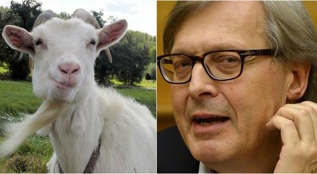 "Offende le capre", animalisti contro Sgarbi. Lui risponde: "Per me è un complimento"