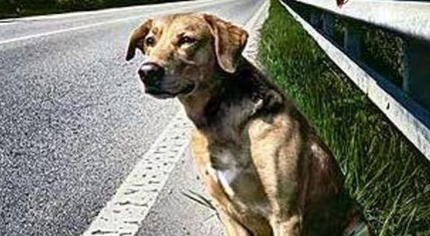 Roma, lancia un cucciolo dal finestrino dell'auto: a processo un ex volontario del canile