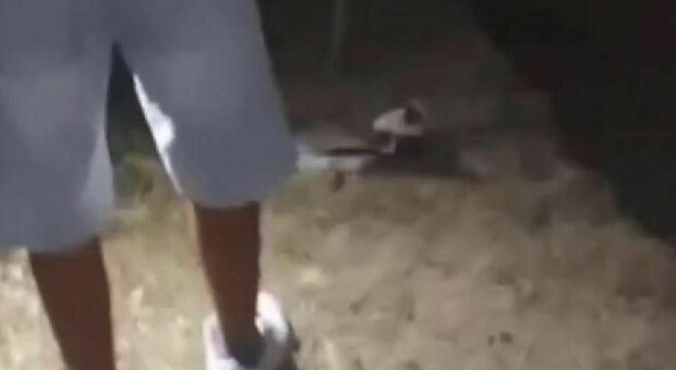 Giovani uccidono un'anatra a bastonate e girano un video. La frase choc tra le risate: «È viva, finiscila»