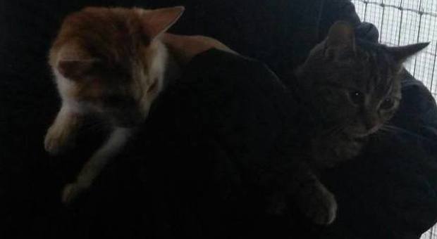 Senigallia, due splendidi gattini cercano casa. Appello all'adozione