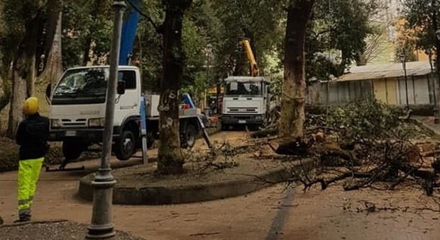 Angri, villa comunale chiusa a metà per abbattimento di alberi a rischio