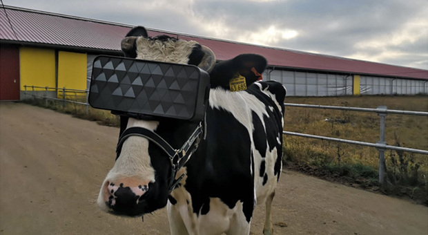 Realtà virtuale, mucche indossano i visori per produrre più latte: ricreate atmosfere rilassanti