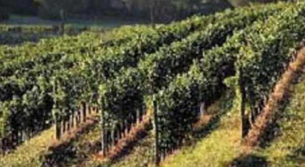 Scoppia la guerra del Pinot, rivolta dei piccoli produttori a Nordest