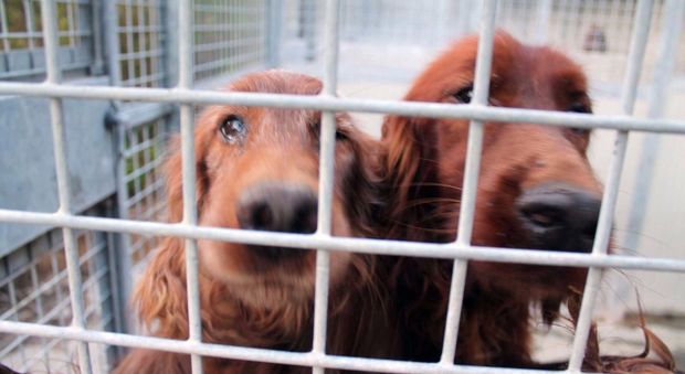 Gabbie e carcasse di animali: sequestrato a Boccea un canile abusivo