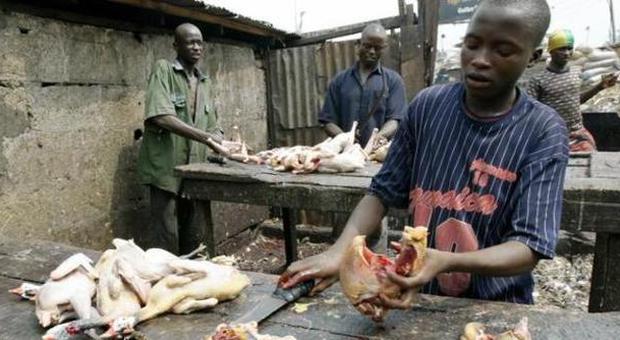 Nigeriani lavorano dei polli