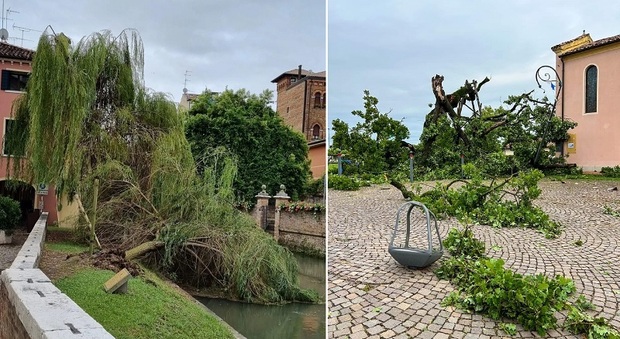 Maltempo, spazzati via due luoghi simbolo del Triveneto: il salice degli innamorati di Treviso e la quercia di Fossalta di Portogruaro