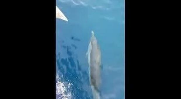 Delfini a Punta Campanella