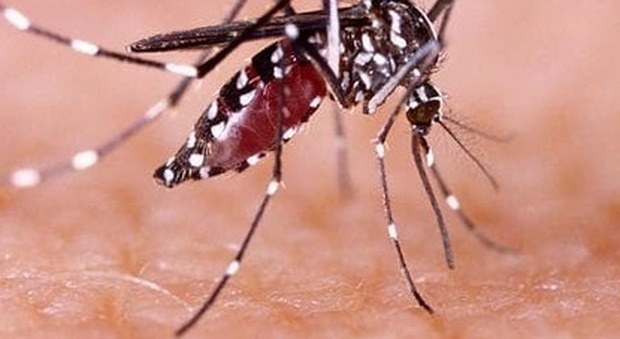 Dengue dopo il viaggio all'estero: scatta la disinfestazione