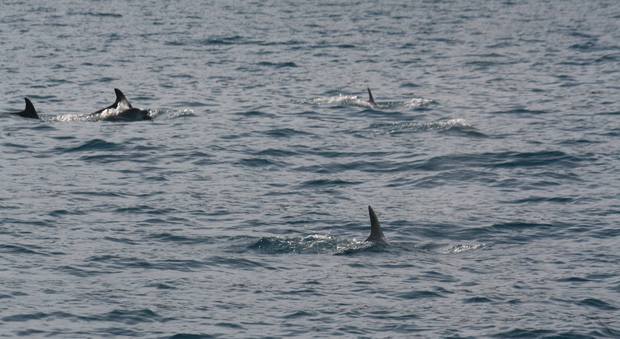 Capodanno nel mare di Sorrento per una famiglia di delfini