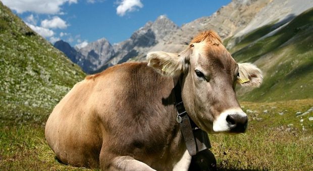 «La più bella sei tu»: in Trentino si elegge "miss mucca 2019"