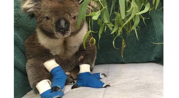 Morto Billy, il koala salvato dalle fiamme, simbolo della tragedia australiana