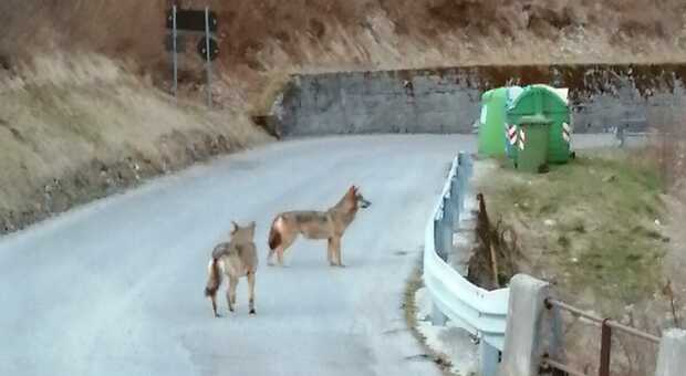 I lupi fotografati da Mario Zotta nel 2021 davanti alla sua casa di Funes in Alpago, provincia di Belluno: lunedì sera erano una decina e ululavano