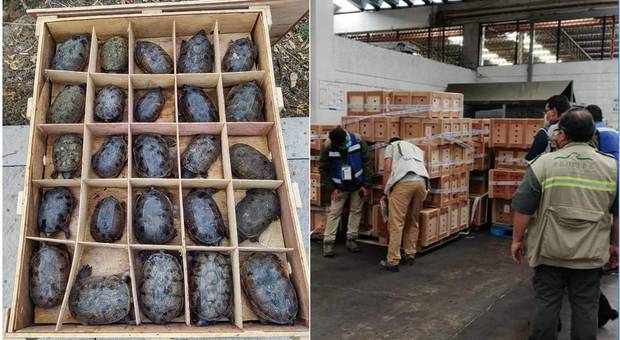 Sequestro record di tartarughe. Oltre 15mila nascoste nelle scatole pronte per essere spedite in Cina (immagini diffuse dal Governo Messicano-PROFEPA su Fb)