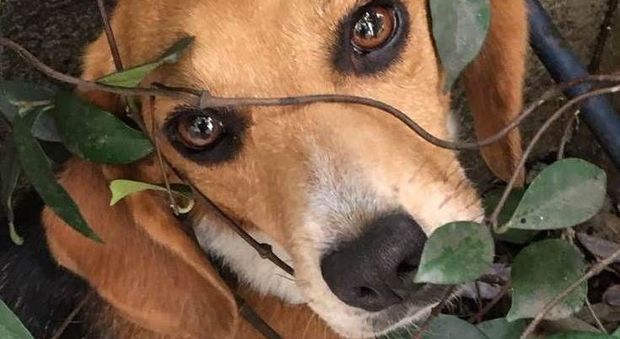 La fuga di Lapa: il cane beagle perso a Segrate e ritrovato a 8 chilometri di distanza
