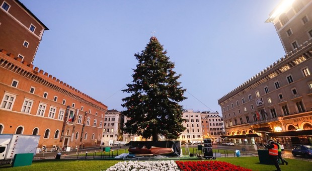 Roma, il nuovo Spelacchio arriva da Varese e sarà illuminato da 80mila luci a led