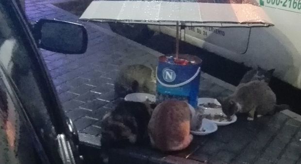 A Pagani per i gatti randagi c'è l'ombrello-mangiatoia