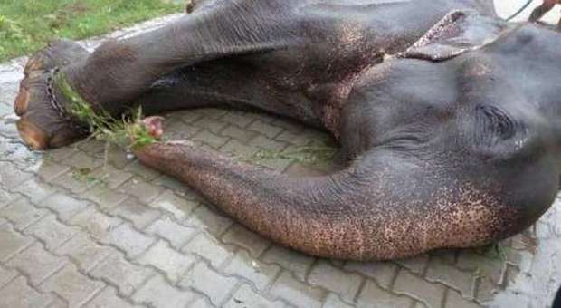 In catene dalla nascita: l'elefante Raju, finalmente libero, si commuove
