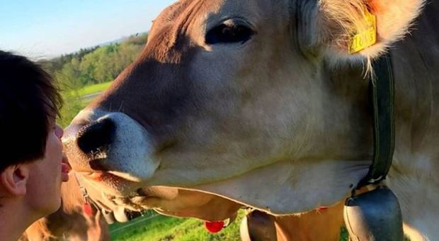 «Bacia una mucca». La nuova moda social fa infuriare il ministro austriaco: troppi incidenti