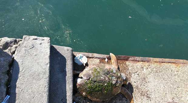 Carapace tagliato da un motoscafo: tartaruga morta a Castellammare