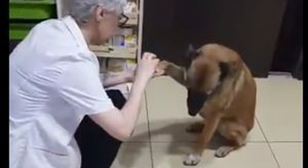 Il cane randagio si ferisce a una zampa, entra in farmacia e chiede aiuto alla dottoressa Video