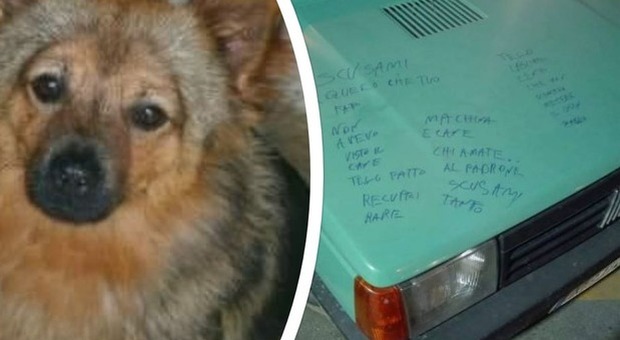Chicco, il cane scomparso sull'auto rubata è stato ritrovato: la gioia dei padroni